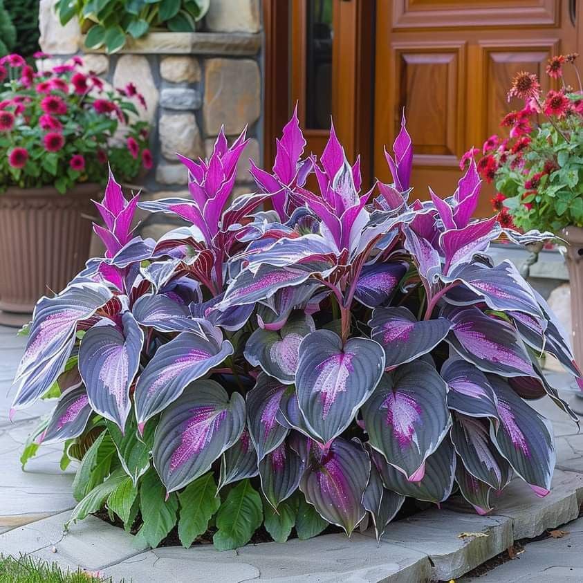 🍃Rare Hosta Seeds🌿