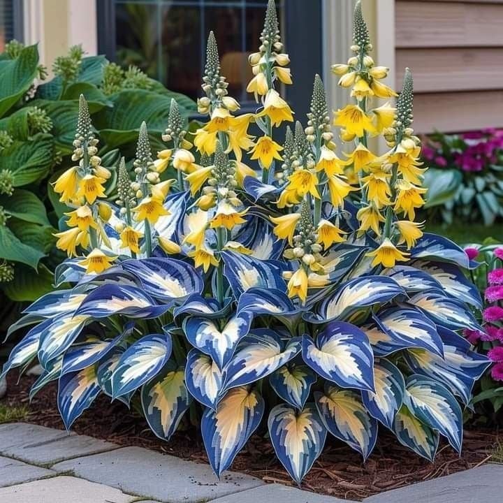 🍃Rare Hosta Seeds🌿